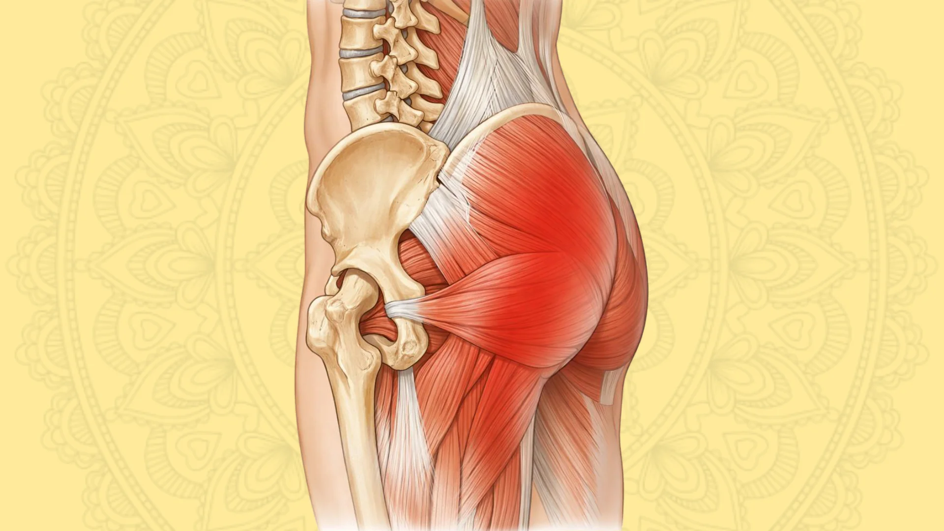 Chiropractic Sciatica